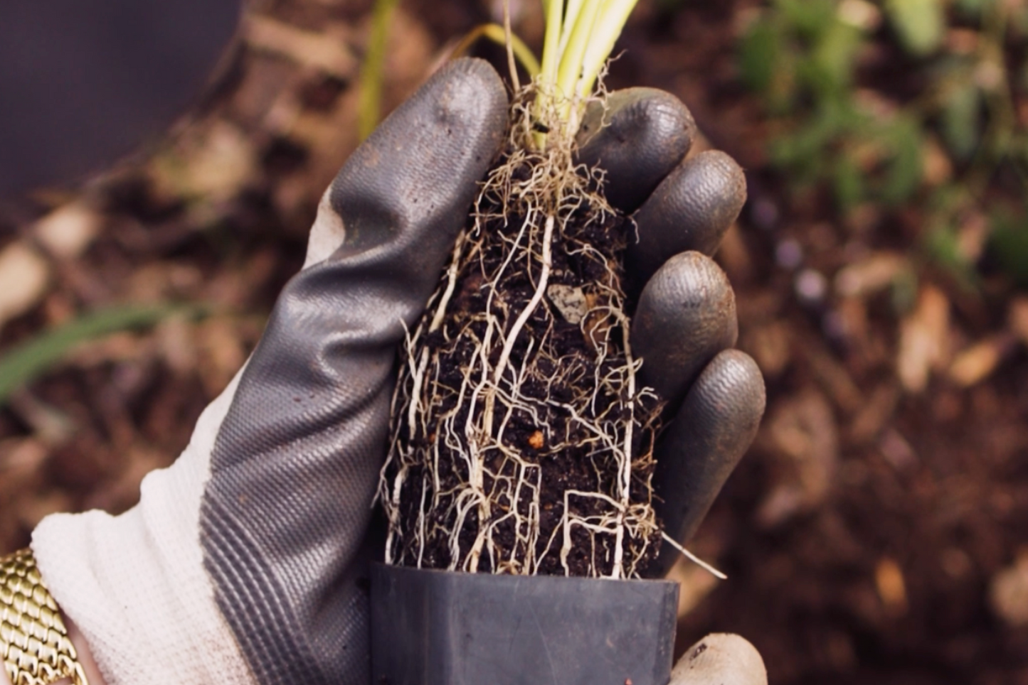 Plant Trees with TMC